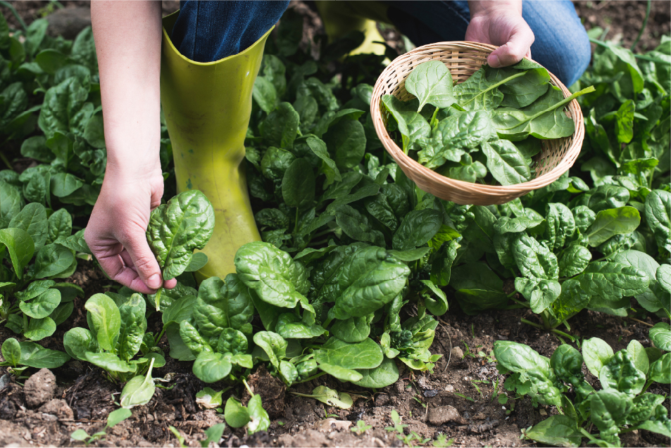 Person harvesting spinach leaves from a garden - Ophiuchus Healing Center