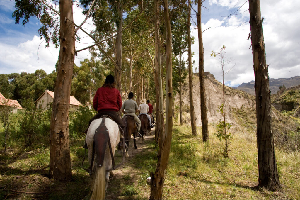 People horseback riding through a forest trail - Ophiuchus Healing Center